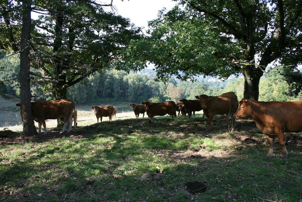 Domaine De Romefort แซ็งต์-เลโอนาร์-เดอ-โนบลาต์ ห้อง รูปภาพ